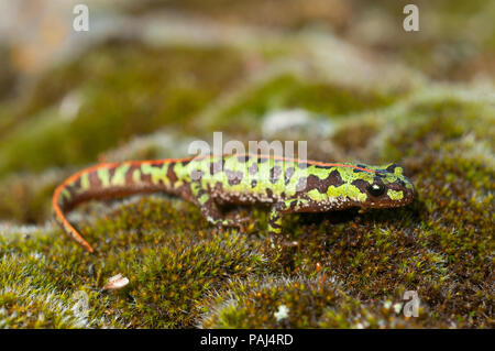 Marbré de Pygmées newt (Triturus pygmaeus), d'amphibiens Banque D'Images