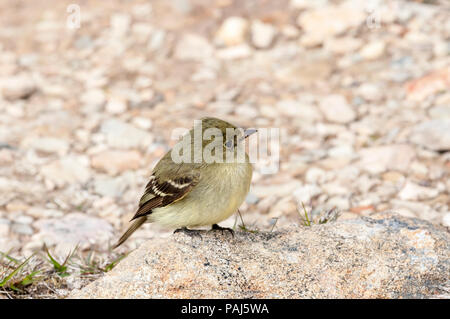 Moucherolle à ventre jaune, Empidonax flaviventris Banque D'Images