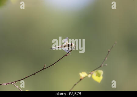 Dragonfly resting on twig Banque D'Images