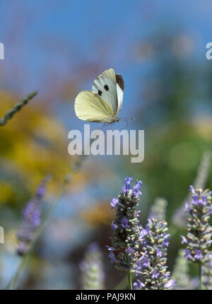 Grand papillon blanc Pieris brassicae se nourrissant de fleurs de lavande dans jardin Banque D'Images