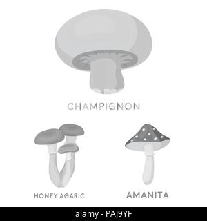 Champignons comestibles et toxiques en icônes monochromes collection set pour la conception. Différents types de champignons symbole vecteur illustration de stock. Illustration de Vecteur