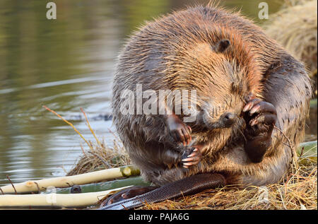 Un Castor Castor canadensis 'adultes' ; assis sur la rive du lac Maxwell à Hinton en Alberta taillant sa fourrure. Banque D'Images