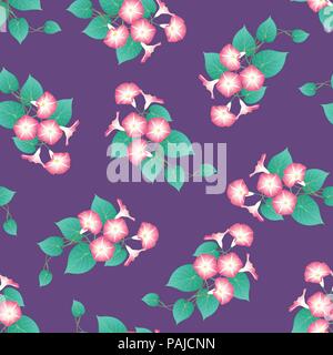 Gloire du matin Rose sur fond violet. Vector Illustration. Illustration de Vecteur