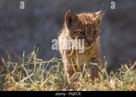 Lynx bébé ludique sur le prowl Banque D'Images