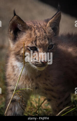 Lynx bébé ludique sur le prowl Banque D'Images