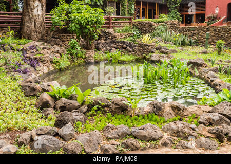 Petite piscine d'eau avec des nénuphars et roseaux entouré de roches de lave dans un hôtel à Ambosseli Park, Kenya Banque D'Images