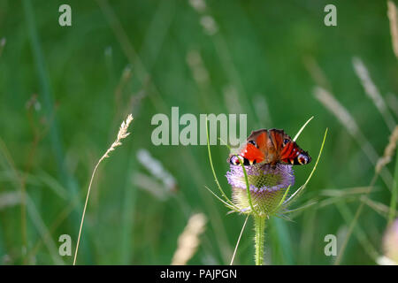 Un grand papillon paon est assis sur un chardon tête parmi l'herbe haute avec ses ailes complètement sur l'affichage. Banque D'Images