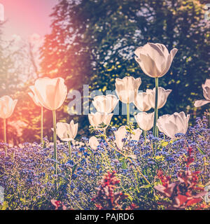 Blanc en fleurs et de fleurs des toolips n le parc sur les rayons du soleil Banque D'Images