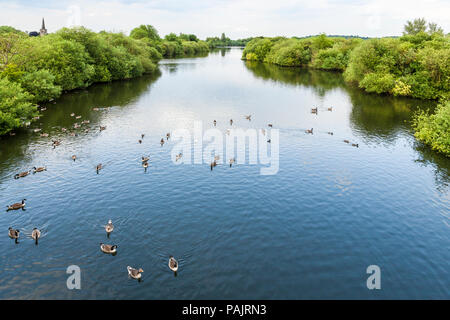 Les Bernaches du Canada sur un lac, l'un des nombreux lacs, à l'Attenborough Nature Reserve, Lancashire, England, UK Banque D'Images