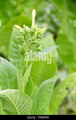 Gros plan pris du tabac en fleurs. Banque D'Images