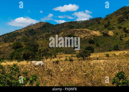 Un troupeau de vaches en face d'un petit volcan dans le Parc National Volcan Telica Banque D'Images