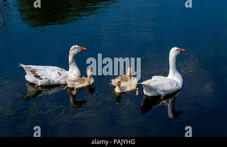 Avec leurs jeunes canards sur la rivière Somme à Morcourt, Hauts-de-France Banque D'Images