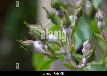 L'oïdium, Podosphaera pannosa, lourd autour de l'infection les bases de boutons de rose 'pilier américain', juin Banque D'Images