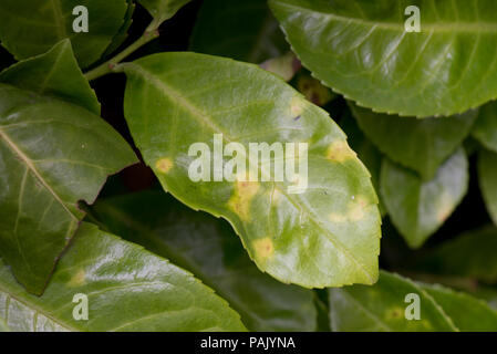 Criblure bactérienne, Pseudomonas syringae, taches sur les feuilles chlorotiques sur cherry laurel, Prunus laurocerasus, dans un jardin d'une haie, Juillet Banque D'Images