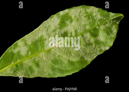 L'oïdium, Podosphaera pannosa ou tridactyla), sur la face inférieure des feuilles de laurier cerise dans un jardin d'une haie, Juillet Banque D'Images