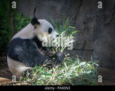 Panda géant du Zoo de Calgary Alberta Canada Banque D'Images