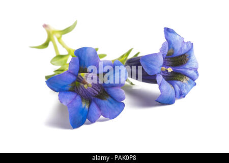 Gentiane Gentiana acaulis ) ( isolated on white Banque D'Images