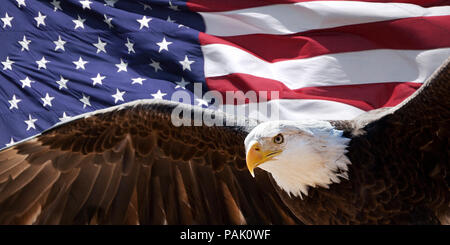 Photo patriotique compilation d'un pygargue à tête blanche en vol et en face de l'indicateur des États-Unis d'Amérique Banque D'Images