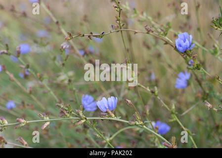 Macro fleurs bleu chicorée commune selective focus Banque D'Images