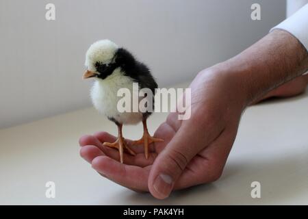 Un petit poussin se tient sur une main Banque D'Images