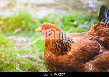 Le piquage de poulet dans le jardin avec dans son bec de l'herbe verte et chaude lumière du soleil lumineuse en soufflant sur elle avec une couleur marron matière organique naturelle. Les filtres d'une douce Banque D'Images