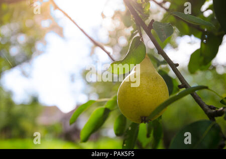 Poire mûre jaune accroché à une branche avec des feuilles vertes sur une journée ensoleillée d'automne avec la lumière du soleil les filtres et les effets appliqués Banque D'Images