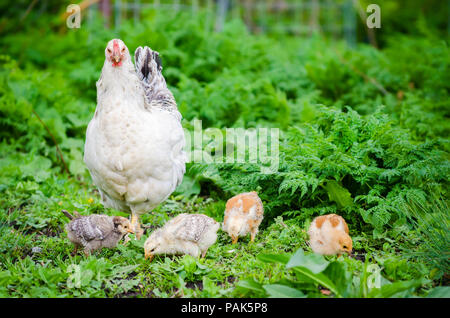 Petite Poule avec poussins nouveau-nés dans le picage de gazon naturel rural vert avec le poulet à la à vous d'essayer de protéger ses nouveaux nés bébés Banque D'Images