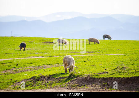 Les porcs mangent de l'herbe à la campagne sur un terrain sale avec de l'herbe verte et dynamique un cochon dans l'accent suggérant les animaux cultivés naturelles wi Banque D'Images