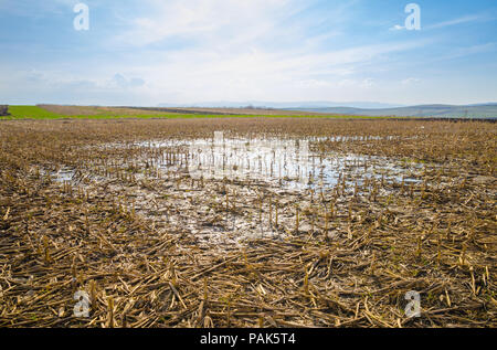 Les terres agricoles inondées avec champ de maïs reste après la récolte en raison de fortes pluies provoquant une flaque d'eau et terres humides sur une journée de printemps ensoleillée avec un ciel nuageux bleu sk Banque D'Images