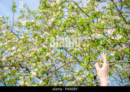 La main d'une femme atteinte d'un arbre rempli de blanc et rose fleurs apple avec un léger coup avec clous et une fille se fond dense Banque D'Images