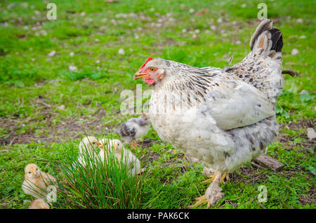 Une poule avec de petits poussins à regarder quelque chose et à très peur de se cacher derrière l'herbe Banque D'Images