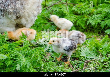 Petits poussins avec une poule près de par avec un mignon petit gris à directement à l'appareil photo Banque D'Images