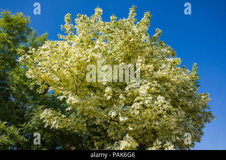 Un panaché d'ornement acer avec crème et vert feuilles contre un ciel bleu clair en Angleterre en juin Banque D'Images