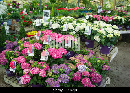 Hortensias et une large sélection de plantes vivaces pour la vente par l'auto-sélection au centre d'un jardin anglais en Juillet Banque D'Images