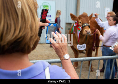 Un visiteur prend une photo d'un champion Limousin génisse, Graham, à la mélodie Royal Welsh Show. Banque D'Images