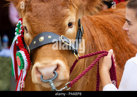 Un champion Limousin génisse, Graham Mélodie, au Royal Welsh Show. Banque D'Images