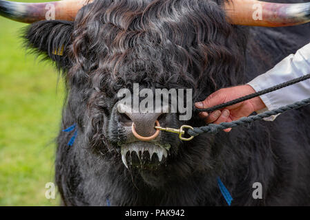 Pays de Galles, Royaume-Uni. 23 juillet 2018. Un taureau Highland sur le premier jour de jugement à l'Royal Welsh Show. Crédit : John Eveson/Alamy Live News Banque D'Images