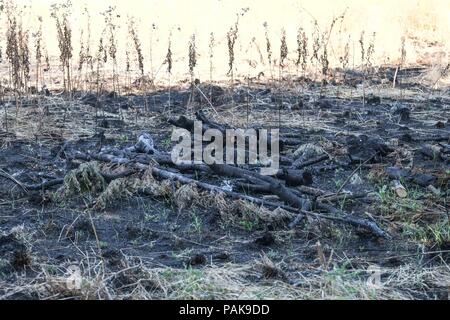 Londres, Royaume-Uni. 23 juillet 2018. Bois brûlé d'un feu d'herbe sur la commune de Woolwich où vingt pompiers et autour de 125 pompiers sont présents. Crédit photo : Claire Doherty/Alamy Live News Banque D'Images