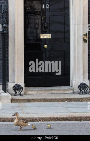 Londres, Royaume-Uni. 23 juillet, 2018. Un canard et canetons deux de la réserve naturelle de Downing Street passent devant 10 Downing Street sur le chemin de St James's Park. Credit : Mark Kerrison/Alamy Live News Banque D'Images