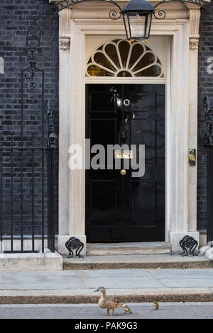 Londres, Royaume-Uni. 23 juillet, 2018. Un canard et canetons deux de la réserve naturelle de Downing Street passent devant 10 Downing Street sur le chemin de St James's Park. Credit : Mark Kerrison/Alamy Live News Banque D'Images