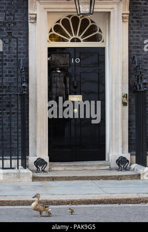 Londres, Royaume-Uni. 23 juillet, 2018. Un canard et canetons deux de la réserve naturelle de Downing Street passent devant 10 Downing Street sur le chemin de St James's Park. Credit : Mark Kerrison/Alamy Live News Banque D'Images