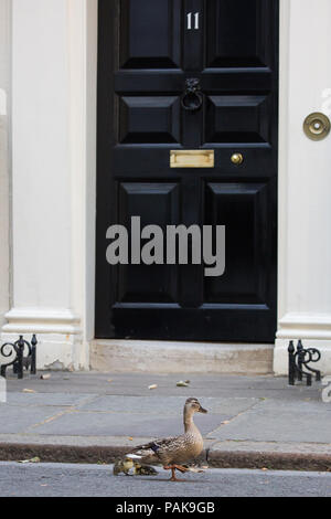 Londres, Royaume-Uni. 23 juillet, 2018. Un canard et canetons deux de la réserve naturelle de Downing Street passent devant le 11 Downing Street sur le chemin de St James's Park. Credit : Mark Kerrison/Alamy Live News Banque D'Images