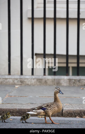 Londres, Royaume-Uni. 23 juillet, 2018. Un canard et canetons deux de la réserve naturelle de Downing Street Downing Street en direction de passer le long de St James's Park. Credit : Mark Kerrison/Alamy Live News Banque D'Images