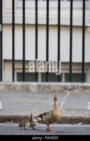 Londres, Royaume-Uni. 23 juillet, 2018. Un canard et canetons deux de la réserve naturelle de Downing Street Downing Street en direction de passer le long de St James's Park. Credit : Mark Kerrison/Alamy Live News Banque D'Images