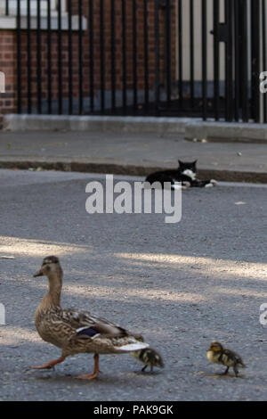 Londres, Royaume-Uni. 23 juillet, 2018. Londres, Royaume-Uni. 23 juillet, 2018. Un canard et canetons deux de la réserve naturelle de Downing Street Palmerston donner, chef Mouser au Foreign Office, un grand détour quand ils passent le long de Downing Street en direction de St James's Park. Credit : Mark Kerrison/Alamy Live News Banque D'Images