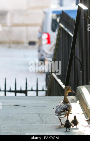 Londres, Royaume-Uni. 23 juillet, 2018. Un canard et canetons deux de la réserve naturelle de Downing Street en direction de l'Office des étrangers de Downing Street, en route vers St James's Park. Credit : Mark Kerrison/Alamy Live News Banque D'Images