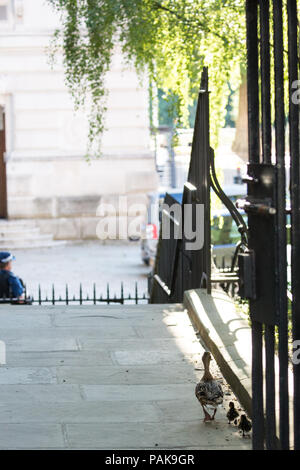 Londres, Royaume-Uni. 23 juillet, 2018. Un canard et canetons deux de la réserve naturelle de Downing Street en direction de l'Office des étrangers de Downing Street, en route vers St James's Park. Credit : Mark Kerrison/Alamy Live News Banque D'Images