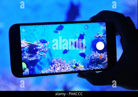 Shanghai, Shanghai, Chine. 24 juillet, 2018. Shanghai, Chine - Le Shanghai Ocean Park s'ouvre à Shanghai, la Chine de l'est la province de Shandong. Crédit : SIPA Asie/ZUMA/Alamy Fil Live News Banque D'Images