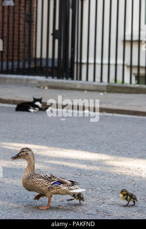 Londres, Royaume-Uni. 23 juillet, 2018. Un canard et canetons deux de la réserve naturelle de Downing Street Palmerston donner, chef Mouser au Foreign Office, un grand détour quand ils passent le long de Downing Street en direction de St James's Park. Banque D'Images