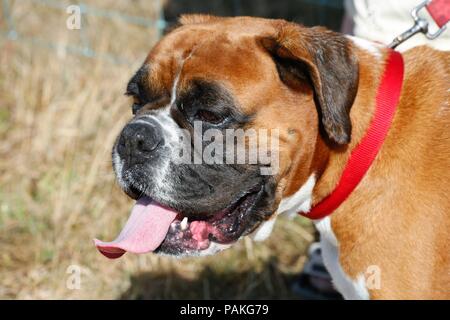 New Milton, Hampshire, Royaume-Uni. 24 juillet 2018. Les foules affluent pour le premier jour de la Nouvelle Forêt & Hampshire County Show. Hot dog Crédit : Carolyn Jenkins/Alamy Live News Banque D'Images